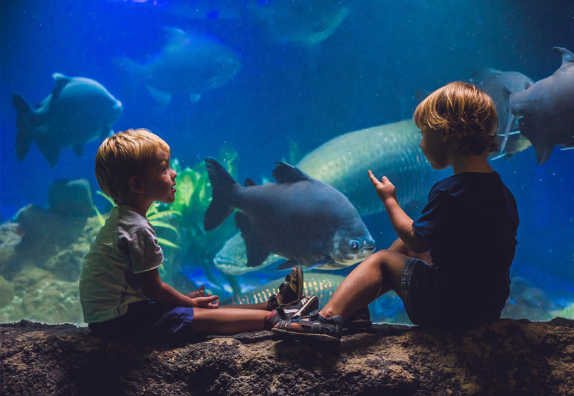 aquarium